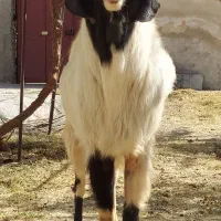 نر بز دو رگه سانن پاکستانی مخصوص نژاد|حیوانات مزرعه|درگزین, |دیوار