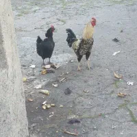 مرغ خروس لاری