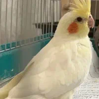 عروس هلندی ۳ ماهه ماده