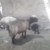یک راس قوچ ترکی اصل
