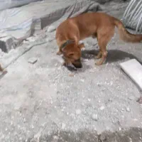 واگذاری سگ نگهبان باهوش شب بیدار|سگ|کیلان, |دیوار