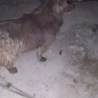 واگذاری سگ|سگ|اصفهان, سپاهان‌شهر|دیوار