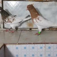 کبوتر