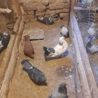 کفتر|پرنده|قم, هفت تیر|دیوار