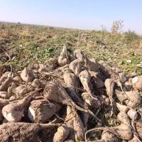 چغندر قند فروشی|حیوانات مزرعه|هلالی, |دیوار