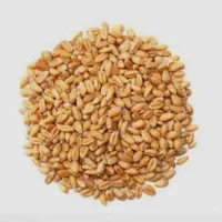 خریدار گندم وکاه
