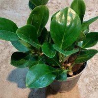 قاشقی دراسینا لیندا|گل و گیاه طبیعی|قم, خداکرم|دیوار