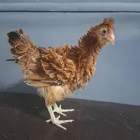 نیمچه مرغ نژاد فریزل،آراوکانا و...