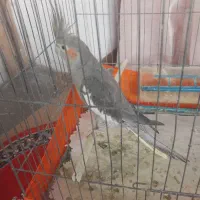 عروس هلندی ماده، مست