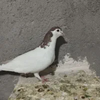 ماده چپ سرخ پاک تمیز فروشی|پرنده|تربتحیدریه, حاجی یار|دیوار