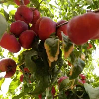 نهال چهار ساله