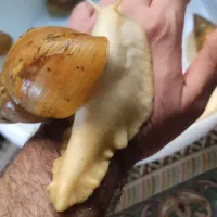 حلزون تخم گذار