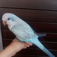 راهب بلواسکای نر سخنگو فوق رام