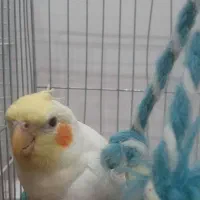 عروس هلندی نر سخنگو دستی