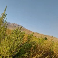 جارو باغی|عمده‌فروشی|خانمیرزا, |دیوار