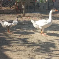 غاز|حیوانات مزرعه|بندر ترکمن, |دیوار