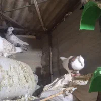 چندتا کفتر آس و رنگی