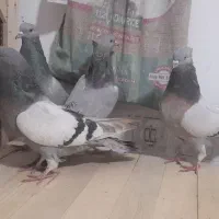 کبوتر اصفهانی خاکی کاغذی|پرنده|برخوار, |دیوار