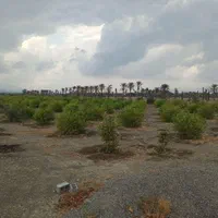 فروش توافقی قطعه ملک باغی در روستای خیراباد رودان|فروش زمین و ملک کلنگی|میناب, |دیوار