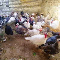 فروش بوقلمون نر