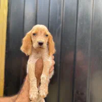 توله سگ شکاری