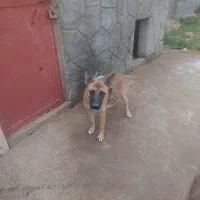 سگ واگذار شود|سگ|میاندوآب, |دیوار