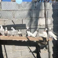 کفتر طوقی جوجه