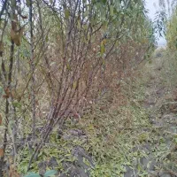 نهال بادام پیوندی|خدمات باغبانی و درختکاری|ملکان, |دیوار