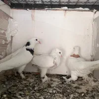 کفتر|پرنده|قم, امامزاده ابراهیم|دیوار