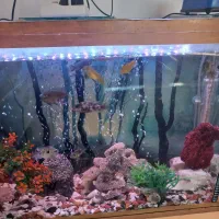 ماهی اکواریوم|ماهی|اسفراین, |دیوار