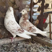 کبوتر پرشی مایه