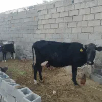 گاو و گوساله ماده