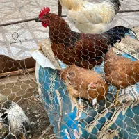 خروس بومی خانگی