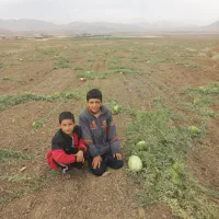 هندوانه دیم