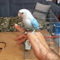 طوطی برزیلی