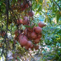 رب اصل هورامان