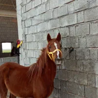 کره اسب|اسب و تجهیزات اسبسواری|برازجان, |دیوار