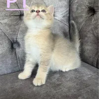 گربه بریتیش و اسکاتیش