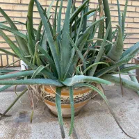 گلدان آلوورا|گل و گیاه طبیعی|بندر ماهشهر, |دیوار