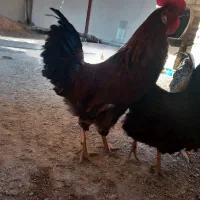 خروس محلی|حیوانات مزرعه|شال, |دیوار