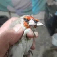 سهره نر اتیقه|پرنده|مشهد, شهرک بهارستان|دیوار