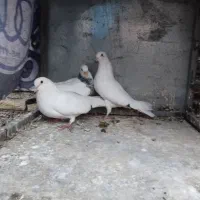 کبوتر|پرنده|باقرشهر, |دیوار