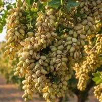 صنوبر و تمامی نهال های میـوه دار|خدمات باغبانی و درختکاری|ماسال, |دیوار