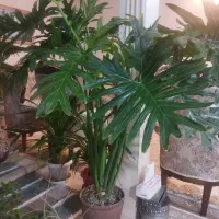 گل طبیعی بسیار سرحال و زیبا|گل و گیاه طبیعی|شازند, |دیوار