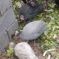 مرغ وخروس فونیکس براکل لاکنزی اراکانا|حیوانات مزرعه|مشهد, امیریه|دیوار