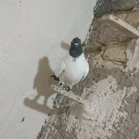 کفتر