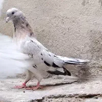 کبوتر کله زرد و سرور|پرنده|تهران, صفا|دیوار