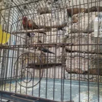 فنج توت فرنگی