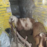 بره افشاری درجه یک