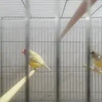 فنچ گلدین|پرنده|مشگین شهر, |دیوار